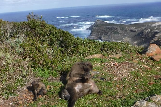 Cape of Good Hope, Cape Point & Penguins Private Customizable Full Day Tour - Inclusions