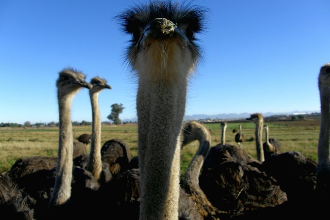 Cape of Good Hope, Cape Point & Penguins Private Customizable Full Day Tour - Additional Information