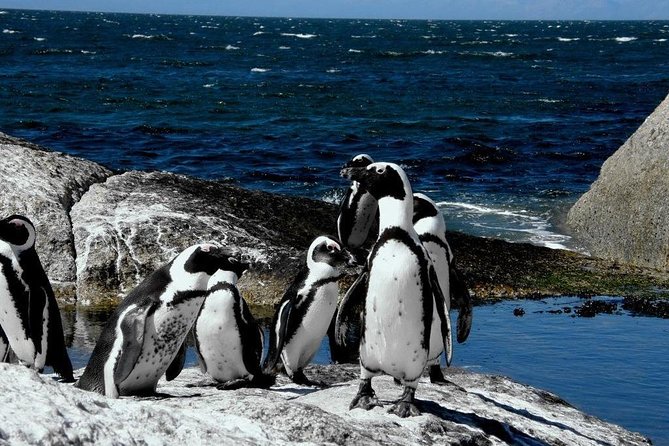 Cape of Good Hope, Cape Point & Penguins Private Customizable Full Day Tour - Duration and Departure Time