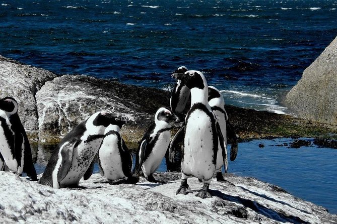 Cape of Good Hope, Cape Point & Penguins, Private Customizable Morning Tour - Common Questions