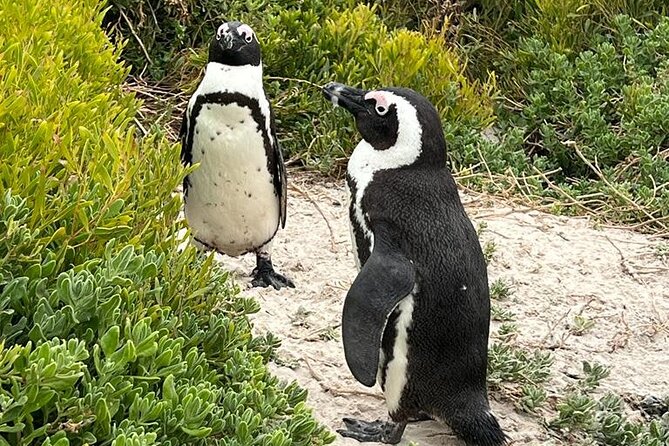 Cape of Good Hope, Penguins and Sightseeing Tour Small Group - Tour Highlights