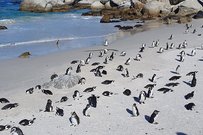 Cape of Good Hope & Penguins From Cape Town Full-Day Private Tour - Professional Guide
