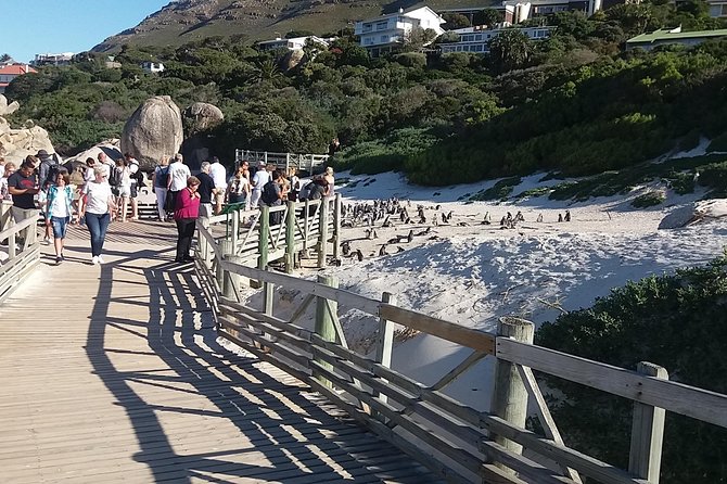 Cape of Good Hope Penguins From Cape Town Private Price/Group Up To 12Pax F/D - Traveler Photos