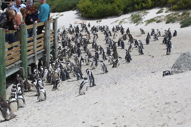 Cape of Good Hope Penguins From Cape Town Private Price/Group Up To 12Pax F/D - Directions
