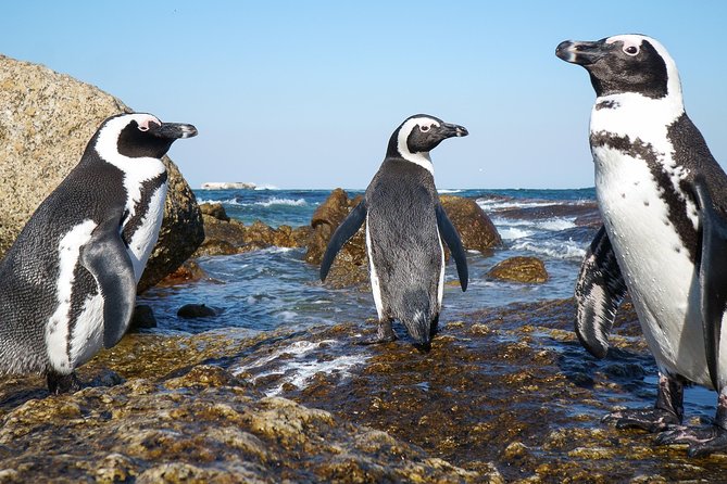 Cape of Good Hope & Penguins Full Day Tour From Cape Town South Africa - Transfer and Pick-up