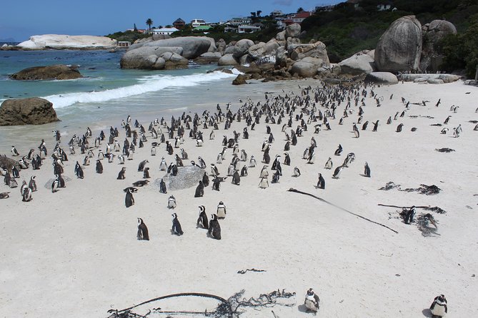 Cape of Good Hope, Penguins Private Tour From Cape Town Full Day - Historical and Wildlife Highlights