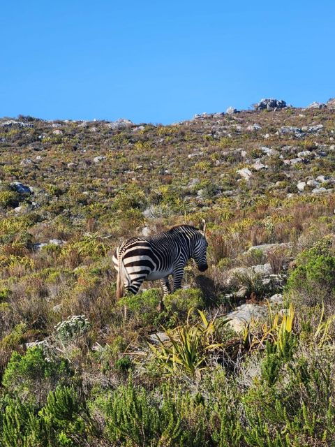 Cape of Good Hope & Penguins Shared Tour - Tour Details