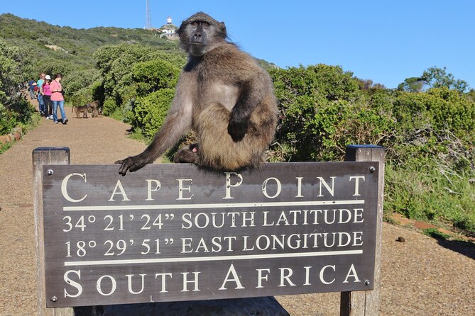 Cape of Good Hope & Penguins Small Group Tour From Cape Town - Traveler Reviews and Satisfaction