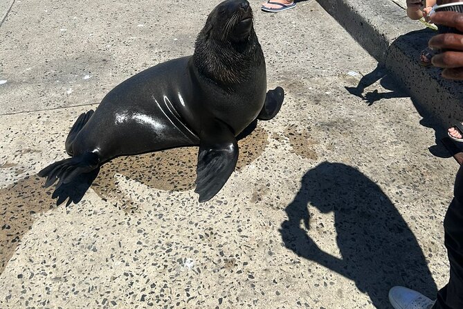 Cape of Good Hope,Penguins and Seals Full Day Tour. - Pricing and Booking Information
