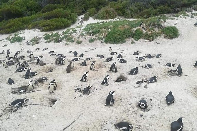 Cape of Goodhope Tour a Full Day Exploring the Cape Peninsula - Atlantic Ocean Boat Cruise