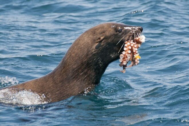 Cape Peninsula and Penguin Colony Full Day Shared Tour - Customer Reviews