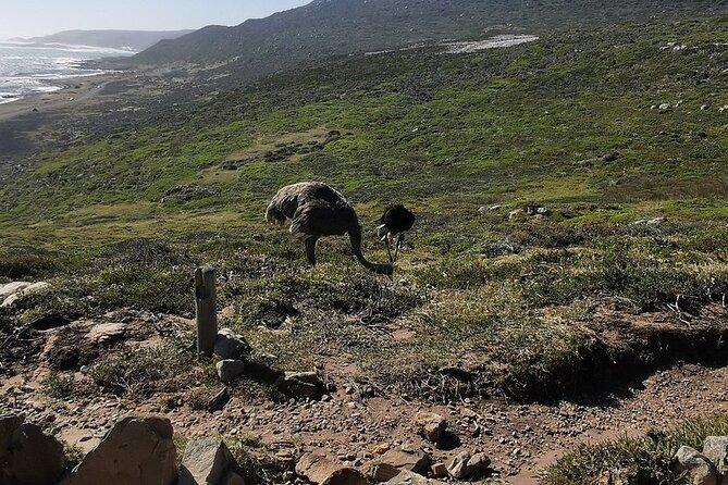 Cape Peninsula Cape of Good Hope and Penguins Tour in Cape Town - Cape Peninsula Highlights