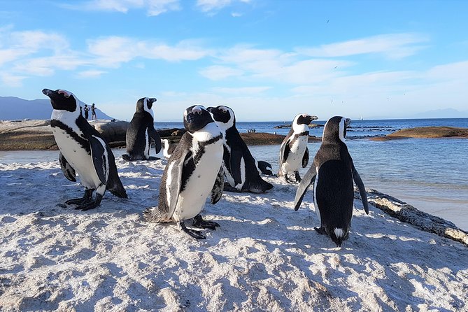 Cape Peninsula in a Vintage Car (Penguins, Cape Point & Chapmans Peak Drive) - Scenic Drive Along Chapmans Peak