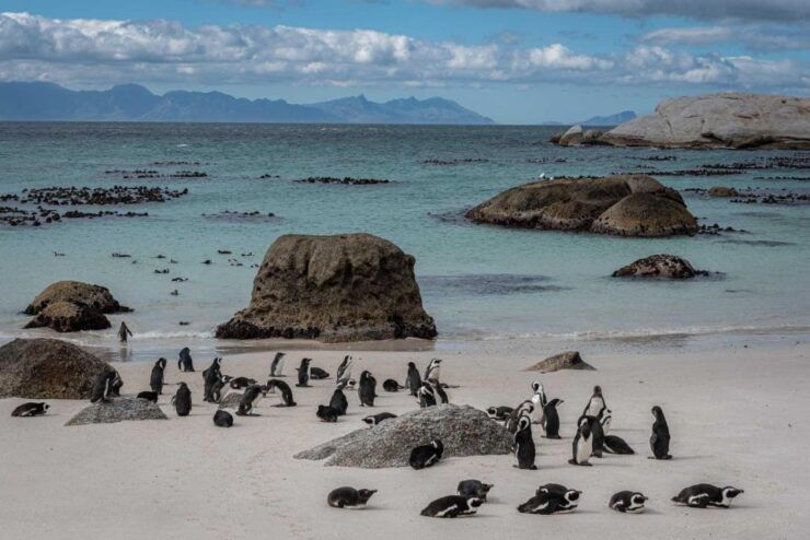 Cape Peninsula & Penguins Private Day Tour. - Tour Details