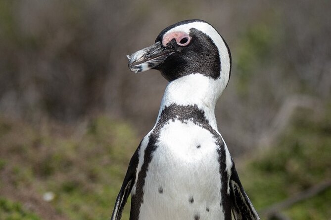 Cape Peninsula & Penguins Private Day Tour. - Meeting and Pickup Information
