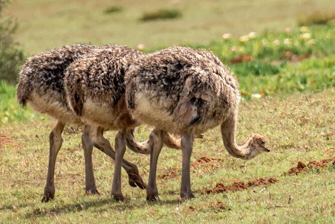 Cape Peninsula & Penguins Private Day Tour. - Common Questions