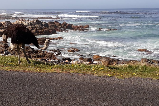 Cape Peninsula Private Tour - Directions