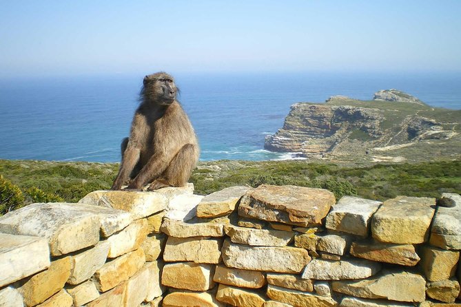 Cape Peninsula Private Tour - The Sum Up