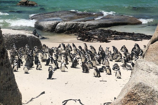 Cape Peninsula Private Tour - Scenic Route Highlights