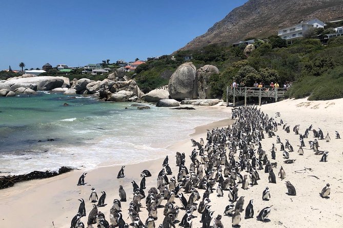 Cape Peninsula Private Tour - Common Questions