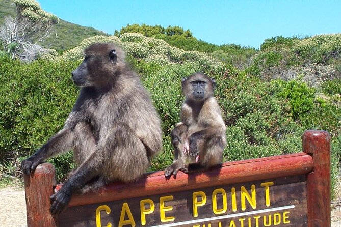 Cape Peninsula Private Tour In Cape Town South Africa - Traveler Reviews