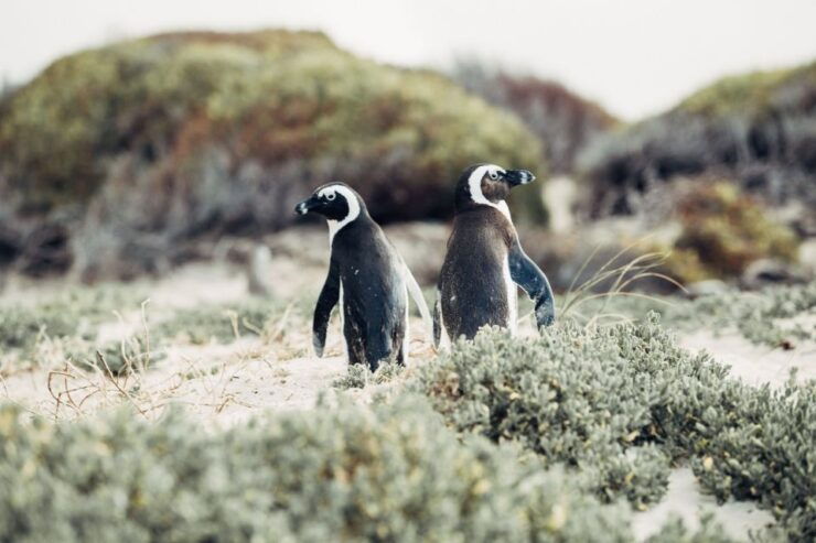 Cape Peninsula Shared Half-Day Tour - Good To Know