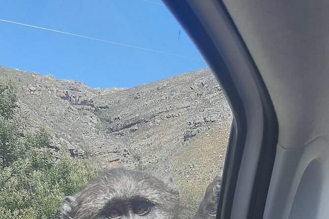 Cape Peninsula Tours - What to Expect on a Cape Peninsula Tour