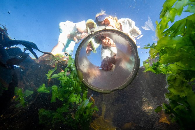 Cape Peninsula With a Marine Biologist - South Africas Diverse Marine Life