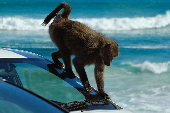 Cape Point and Boulders Penguins Full Day Tour - Memorable Experiences and Feedback