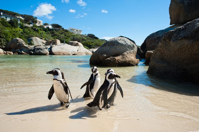 Cape Point and Boulders Penguins Full Day Tour - Additional Information