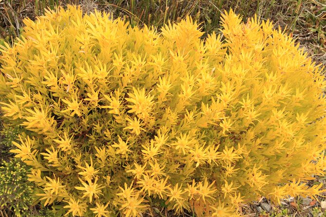 Cape Point and Cape of Good Hope Day Tour up to 10 Persons - The Sum Up