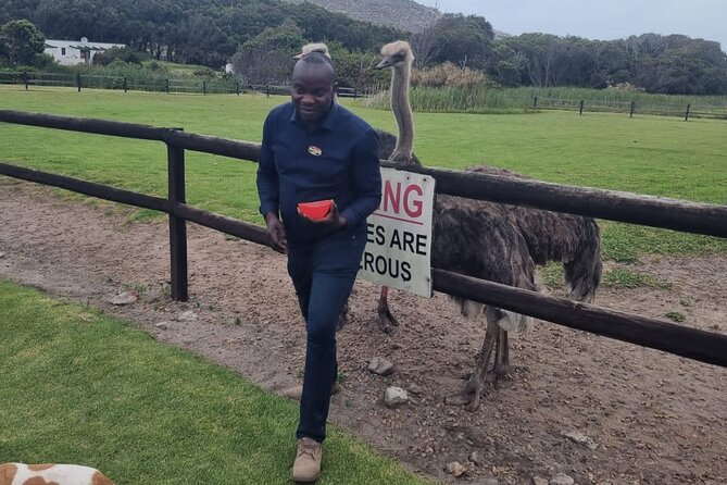 Cape Point Cape Of Good Hope And Penguins Private Tour - Tour Specifics