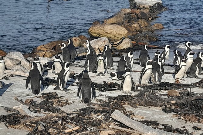 Cape Point Cape Of Good Hope And Penguins Private Tour - Frequently Asked Questions