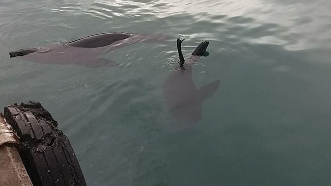 Cape Point Chapmans Peak Drive Penguins Full Day Tour Wine Tasting - Reviews and Ratings