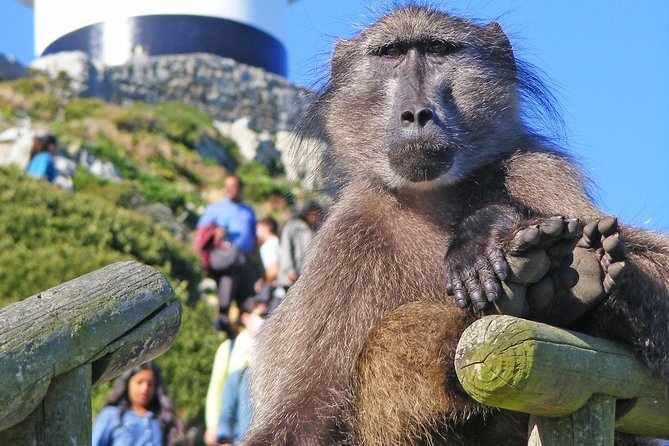 Cape Point Full Day Tour - Tour Highlights