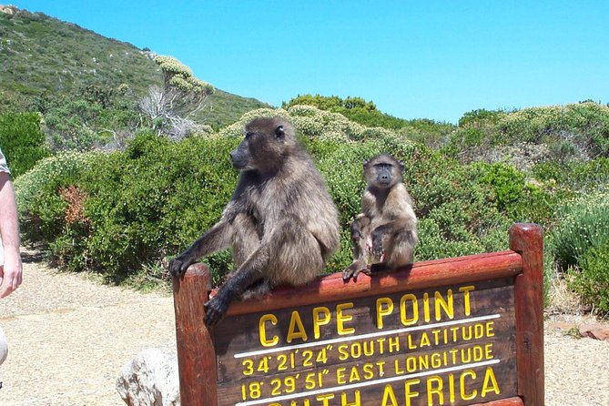 Cape Point Full Day Tour - The Sum Up