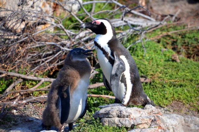 Cape Point Full-Day Tour From Cape Town - Tour Description