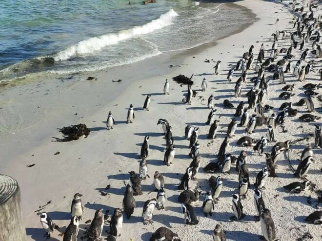 Cape Point, Penguins, Table Mountain Full Day Private Tour - Important Information