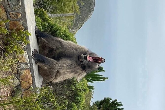 Cape Point, Penguins & Wine Tasting In Constantia Full Day Tour - Tour Highlights