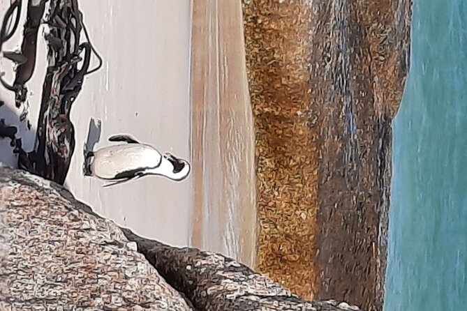 Cape Point, Penguins & Wine Tasting In Constantia Full Day Tour - Cape Point Visit