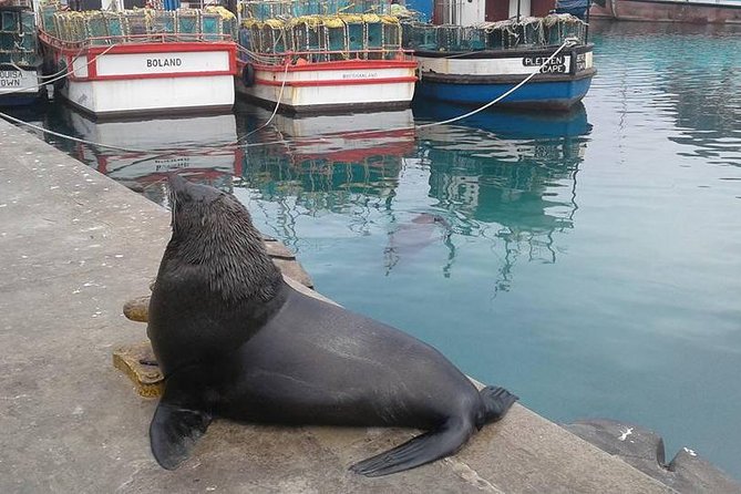 Cape Point Peninsula Tour - Helpful Resources