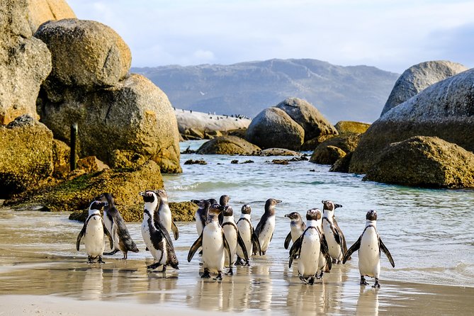 Cape Point Private Nature Tour & Hike - Tour Highlights