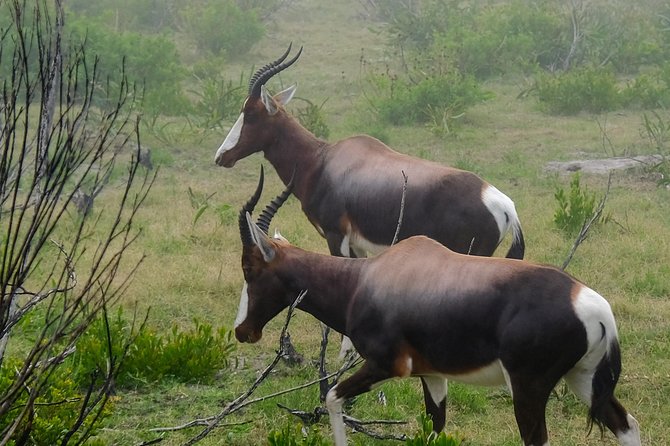 Cape Point Private Nature Tour & Hike - Hiking Trails and Scenic Viewpoints