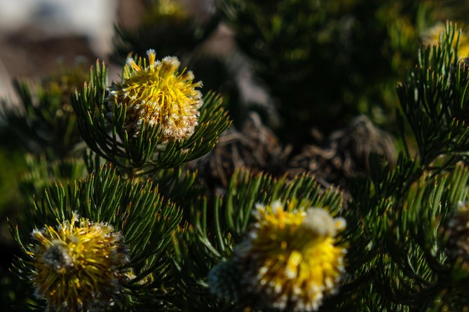 Cape Point Private Nature Tour & Hike - Expert Guides and Local Knowledge