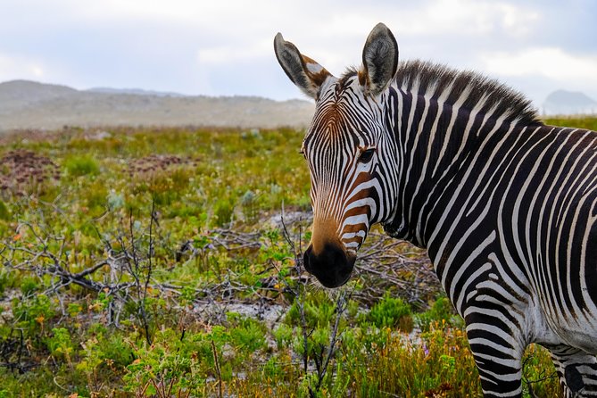 Cape Point Private Nature Tour & Hike - Booking and Tour Details