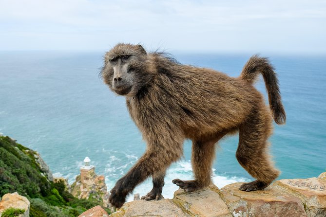 Cape Point Private Nature Tour & Hike - The Sum Up