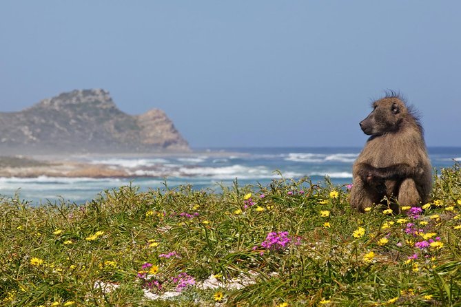 Cape Point Sightseeing Tour Including Penguins at Boulders Beach From Cape Town - Half-Day Tour to Cape Point