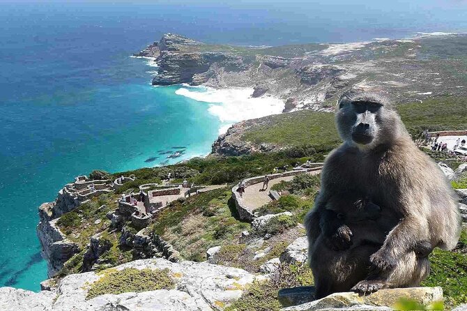 Cape Point Small Group and Table Mountain Tour From Cape Town - Departure Location