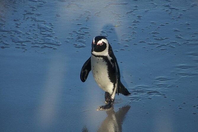 Cape Point Tour - Classic - Tour Highlights