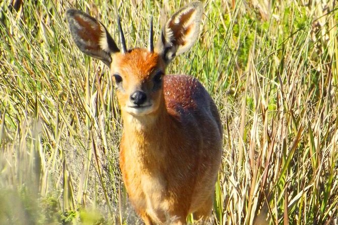 Cape Recife, Lighthouse and 4x4 Grysbok Reserve - HD14 - Wildlife at 4x4 Grysbok Reserve
